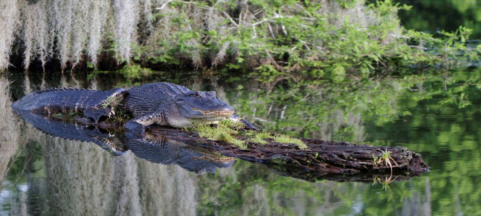 Cajun Experiences